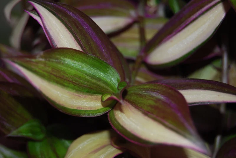 Tradescantia Tri Color & Zebrina Wandering Jew Live Plant – 2 Types Variety Lot – Indoor/Outdoor - Image 2