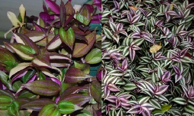 Tradescantia Tri Color & Zebrina Wandering Jew Live Plant – 2 Types Variety Lot – Indoor/Outdoor - Image 1