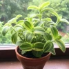 Tradescantia Velvet Live Plant – Variegated Houseplant – 3.5 Inch Pot – Indoor - Image 1
