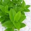 Tradescantia Wandering Jewel Live Plant – Solid Green Albiflora Verde Tradescantia Wandering Jewel Live Plant – Solid Green Albiflora Verde - Image 1