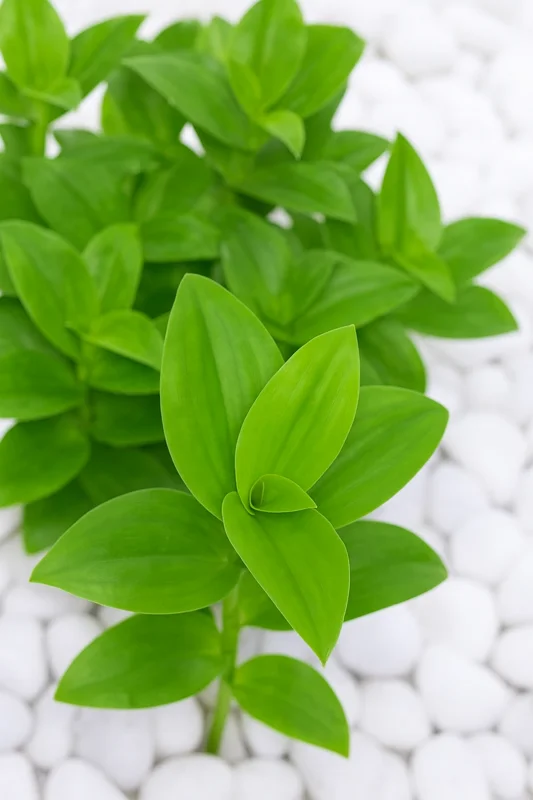 Tradescantia Wandering Jewel Live Plant – Solid Green Albiflora Verde - Image 1