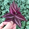 Tradescantia Zebrina Live Plant - Inch Plant - Vibrant Indoor Foliage Tradescantia Zebrina Live Plant - Inch Plant - Vibrant Indoor Foliage - Image 1