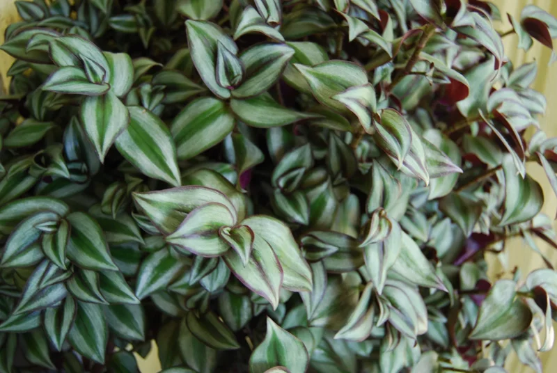 Tradescantia Zebrina Live Plant - Trailing Houseplant - Easy Care Tradescantia Zebrina Live Plant - Trailing Houseplant - Easy Care - Image 3