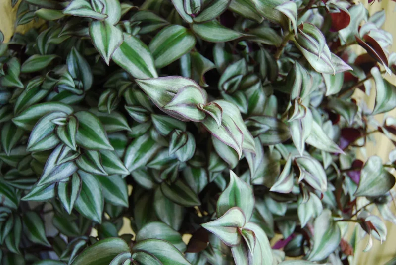 Tradescantia Zebrina Live Plant - Trailing Houseplant - Easy Care Tradescantia Zebrina Live Plant - Trailing Houseplant - Easy Care - Image 4
