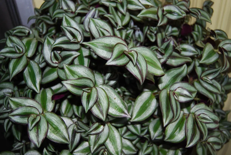 Tradescantia Zebrina Live Plant - Trailing Houseplant - Easy Care Tradescantia Zebrina Live Plant - Trailing Houseplant - Easy Care - Image 5