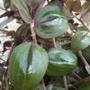Tradescantia Zebrina 'Purple Plush' Live Plant - Rare Wandering Jewel Indoor Tradescantia Zebrina 'Purple Plush' Live Plant - Rare Wandering Jewel Indoor - Image 1