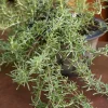 Trailing Rosemary Live Plant – 1 Gallon – Fragrant Outdoor Herb Trailing Rosemary Live Plant – 1 Gallon – Fragrant Outdoor Herb - Image 1