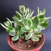 Tricolor Variegated Jade Plant Live - Crassula Ovata Succulent, 3.5 Inch Pot, 3-4 Inches Tall - Image 1