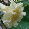 Triple Cream Angel Trumpet Seeds - Brugmansia Datura Flower Seeds - 10 Count - Image 1