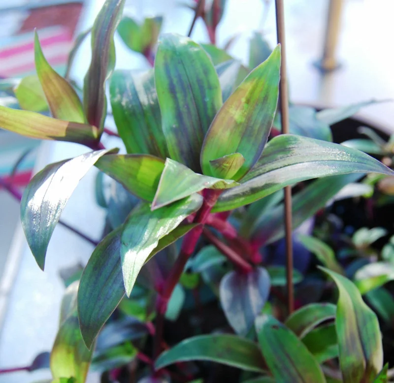 Tripogandra Serrulata Purple Scimitars Live Plant - Tradescantia Elongata Spiderwort - Image 2