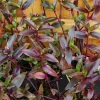 Tripogandra Serrulata Purple Scimitars Live Plant - Tradescantia Elongata Spiderwort Tripogandra Serrulata Purple Scimitars Live Plant - Tradescantia Elongata Spiderwort - Image 1