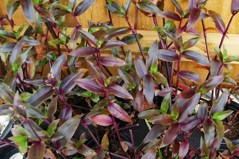 Tripogandra Serrulata Purple Scimitars Live Plant - Tradescantia Elongata Spiderwort - Image 1