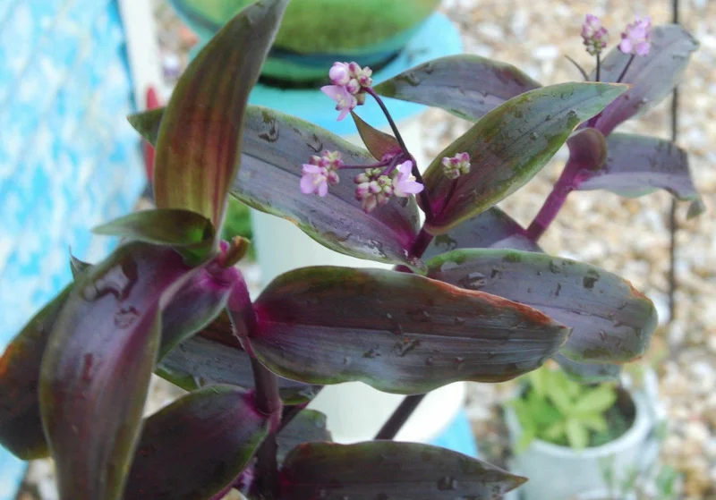 Tripogandra Serrulata Purple Scimitars Live Plant - Tradescantia Elongata Spiderwort Tripogandra Serrulata Purple Scimitars Live Plant - Tradescantia Elongata Spiderwort - Image 3