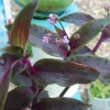 Tripogandra Serrulata Purple Scimitars Live Plant - Unique Foliage, Indoor/Outdoor Tripogandra Serrulata Purple Scimitars Live Plant - Unique Foliage, Indoor/Outdoor - Image 1