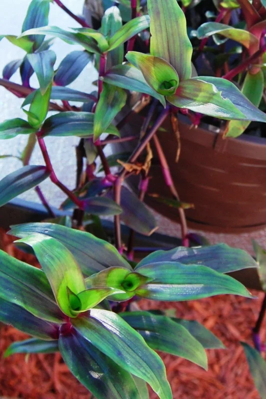 Tripogandra Serrulata Purple Scimitars Live Plant - Tradescantia Elongata Spiderwort Tripogandra Serrulata Purple Scimitars Live Plant - Tradescantia Elongata Spiderwort - Image 5