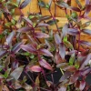 Tripogandra Serrulata Purple Scimitars Live Plant - Tradescantia Elongata Spiderwort Tripogandra Serrulata Purple Scimitars Live Plant - Tradescantia Elongata Spiderwort - Image 1
