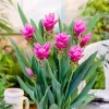 Turmeric Live Plant 4-8 Inch - Curcuma Longa Tropical Herb Indoor/Outdoor - Image 1