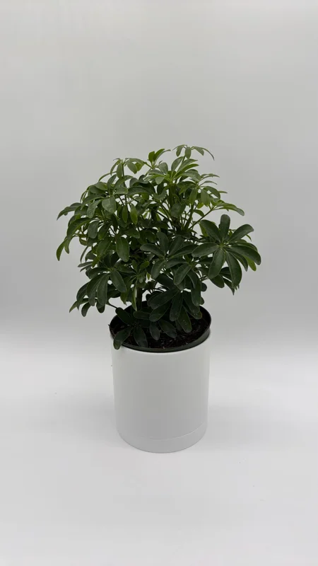 Umbrella Tree Live Plant – 6 inch Potted Schefflera – Indoor Houseplant - Image 2