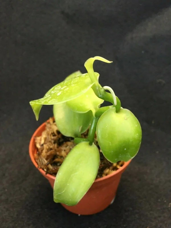 Vanilla Bean Orchid Live Plant - Vanilla planifolia - 2.5" Pot Vanilla Bean Orchid Live Plant - Vanilla planifolia - 2.5" Pot - Image 2