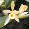 Vanilla Bean Orchid Live Plant - Vanilla planifolia - 2.5" Pot - Image 1