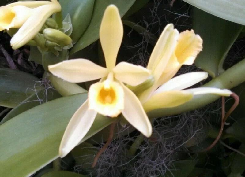 Vanilla Bean Orchid Live Plant - Vanilla planifolia - 2.5" Pot Vanilla Bean Orchid Live Plant - Vanilla planifolia - 2.5" Pot - Image 1