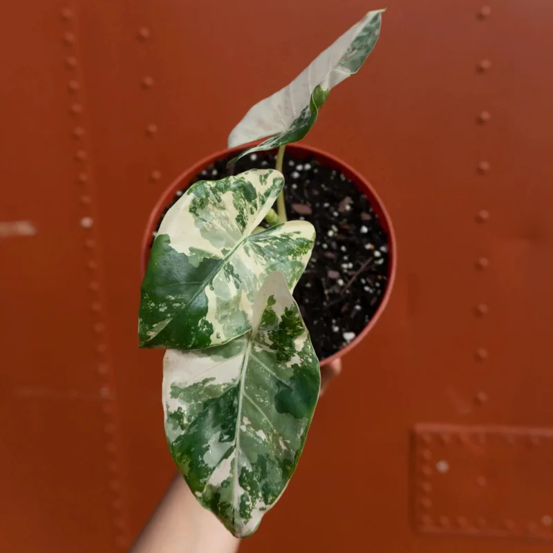 Variegated Alocasia Albo Macrorrhiza Live Plant – 6 inch Pot – Indoor Elephant Ear - Image 2