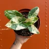 Variegated Alocasia Albo Macrorrhiza Live Plant – 6 inch Pot – Indoor Elephant Ear Variegated Alocasia Albo Macrorrhiza Live Plant – 6 inch Pot – Indoor Elephant Ear - Image 1