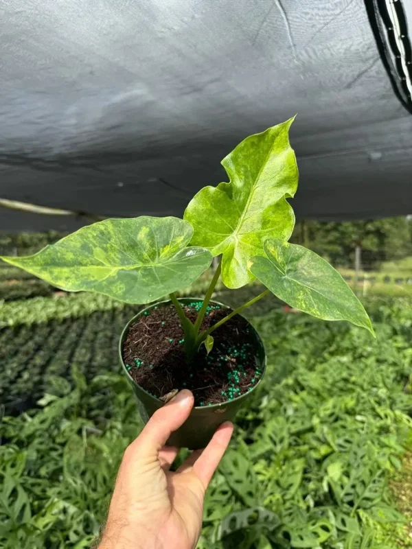 Variegated Alocasia Macrorrhiza Aurea Live Plant - Rare Golden Elephant Ear in 6" Pot - Image 2
