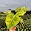 Variegated Alocasia Macrorrhiza Aurea Live Plant - Rare Golden Elephant Ear in 6" Pot Variegated Alocasia Macrorrhiza Aurea Live Plant - Rare Golden Elephant Ear in 6" Pot - Image 1