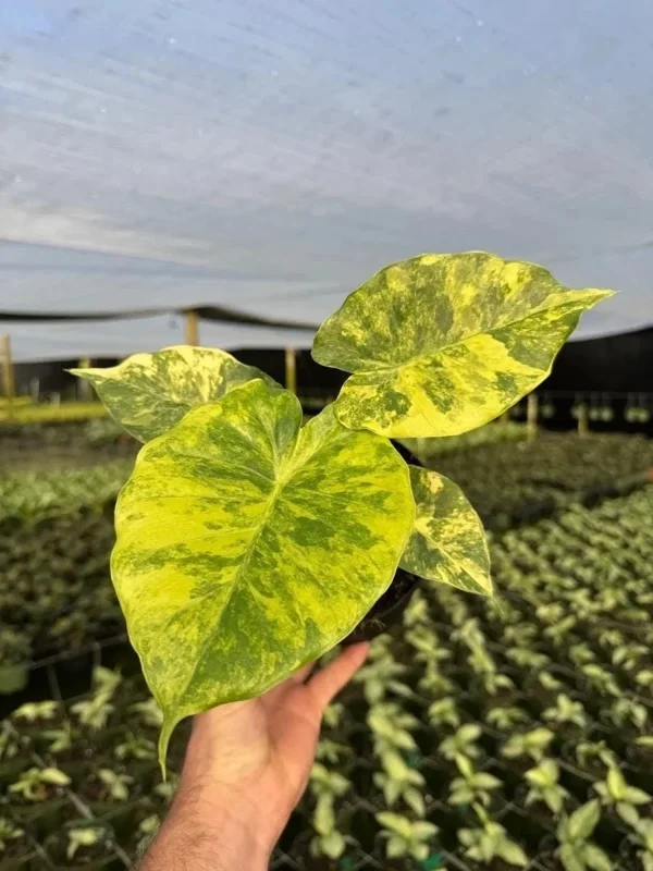 Variegated Alocasia Macrorrhiza Aurea Live Plant - Rare Golden Elephant Ear in 6" Pot - Image 1
