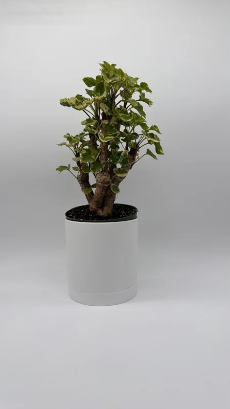 Variegated Aralia Balfouriana Live Plant – Pre-Bonsai Tropical Houseplant – 6" Pot Variegated Aralia Balfouriana Live Plant – Pre-Bonsai Tropical Houseplant – 6" Pot - Image 3