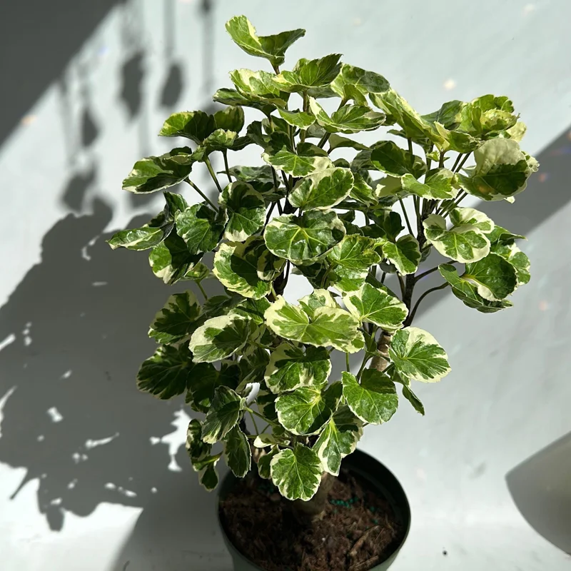 Variegated Aralia Balfouriana Live Plant – Pre-Bonsai Tropical Houseplant – 6" Pot Variegated Aralia Balfouriana Live Plant – Pre-Bonsai Tropical Houseplant – 6" Pot - Image 4