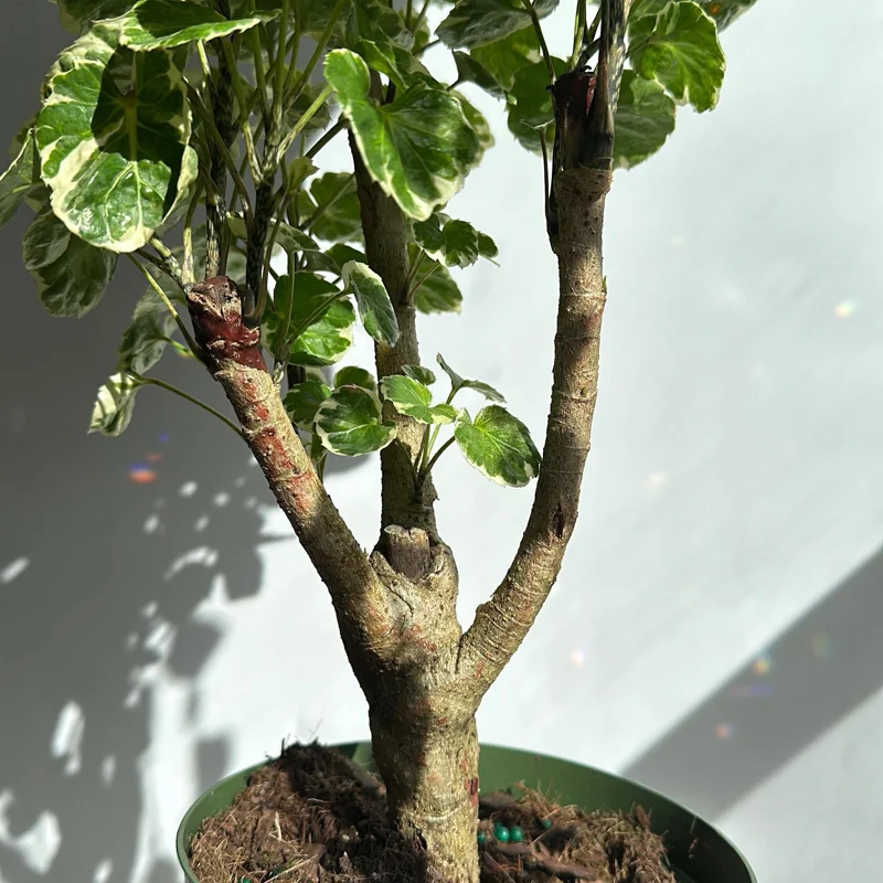 Variegated Aralia Balfouriana Live Plant – Pre-Bonsai Tropical Houseplant – 6" Pot Variegated Aralia Balfouriana Live Plant – Pre-Bonsai Tropical Houseplant – 6" Pot - Image 5