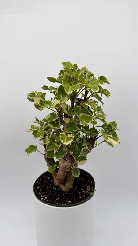 Variegated Aralia Balfouriana Live Plant – Pre-Bonsai Tropical Houseplant – 6" Pot Variegated Aralia Balfouriana Live Plant – Pre-Bonsai Tropical Houseplant – 6" Pot - Image 6