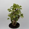 Variegated Aralia Balfouriana Live Plant – Pre-Bonsai Tropical Houseplant – 6" Pot - Image 1
