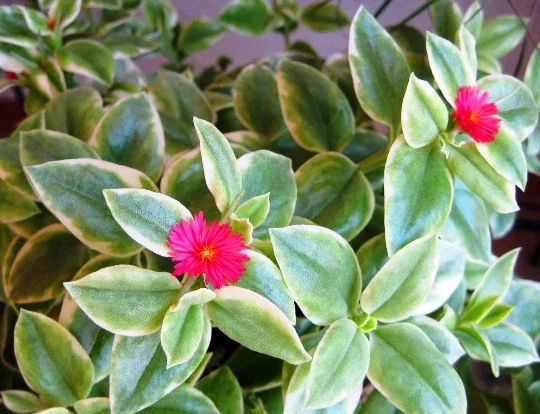 Variegated Baby Sun Rose Live Plant - Heart Leaf Succulent Aptenia Cordifolia - Image 1