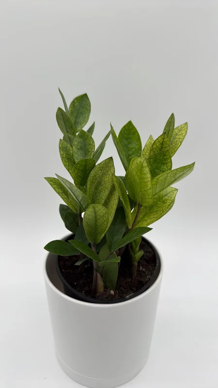 Variegated Chameleon ZZ Plant – Live Houseplant – 6 inch Pot – Indoor - Image 2