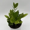 Variegated Chameleon ZZ Plant – Live Houseplant – 6 inch Pot – Indoor Variegated Chameleon ZZ Plant – Live Houseplant – 6 inch Pot – Indoor - Image 1