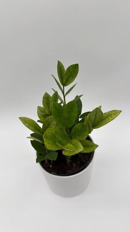 Variegated Chameleon ZZ Plant – Live Houseplant – 6 inch Pot – Indoor - Image 1