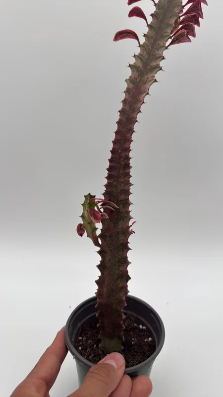 Variegated Euphorbia Trigona Pink Royal Live Plant – 4" Pot – African Milktree - Image 2