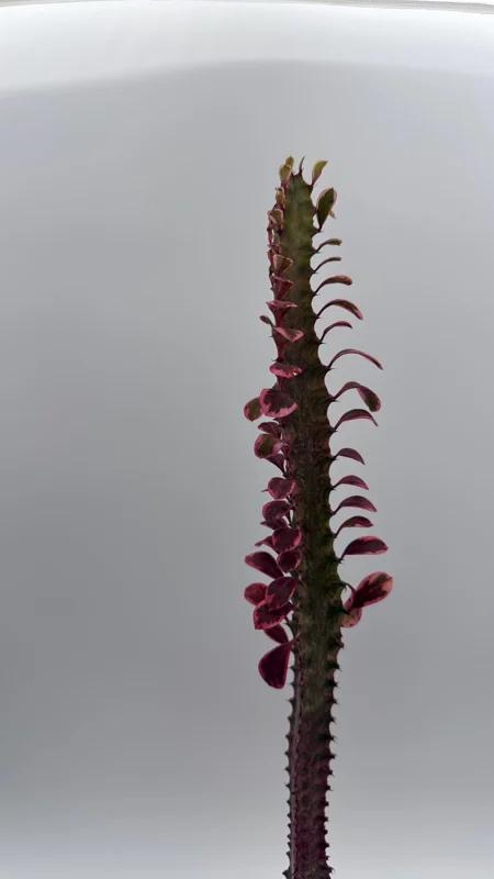 Variegated Euphorbia Trigona Pink Royal Live Plant – 4" Pot – African Milktree Variegated Euphorbia Trigona Pink Royal Live Plant – 4" Pot – African Milktree - Image 3