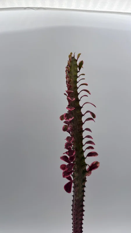Variegated Euphorbia Trigona Pink Royal Live Plant – 4" Pot – African Milktree Variegated Euphorbia Trigona Pink Royal Live Plant – 4" Pot – African Milktree - Image 4
