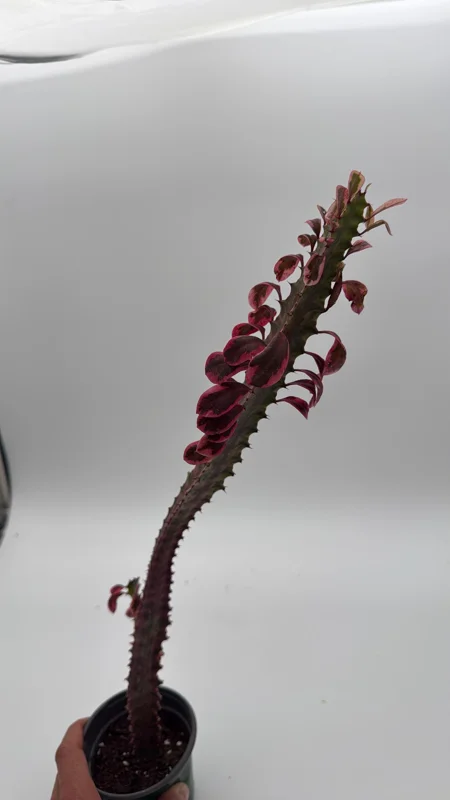 Variegated Euphorbia Trigona Pink Royal Live Plant – 4" Pot – African Milktree Variegated Euphorbia Trigona Pink Royal Live Plant – 4" Pot – African Milktree - Image 5