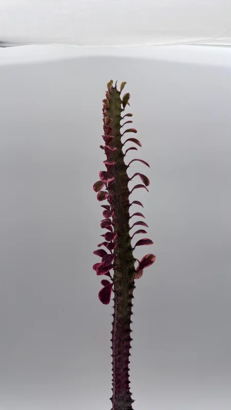 Variegated Euphorbia Trigona Pink Royal Live Plant – 4" Pot – African Milktree Variegated Euphorbia Trigona Pink Royal Live Plant – 4" Pot – African Milktree - Image 6