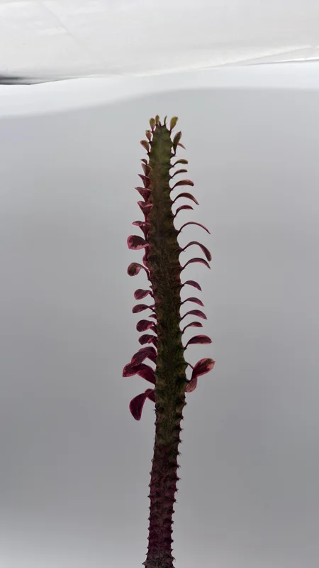 Variegated Euphorbia Trigona Pink Royal Live Plant – 4" Pot – African Milktree Variegated Euphorbia Trigona Pink Royal Live Plant – 4" Pot – African Milktree - Image 7