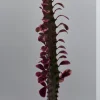 Variegated Euphorbia Trigona Pink Royal Live Plant – 4" Pot – African Milktree Variegated Euphorbia Trigona Pink Royal Live Plant – 4" Pot – African Milktree - Image 1
