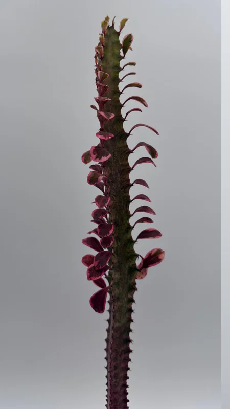 Variegated Euphorbia Trigona Pink Royal Live Plant – 4" Pot – African Milktree - Image 1