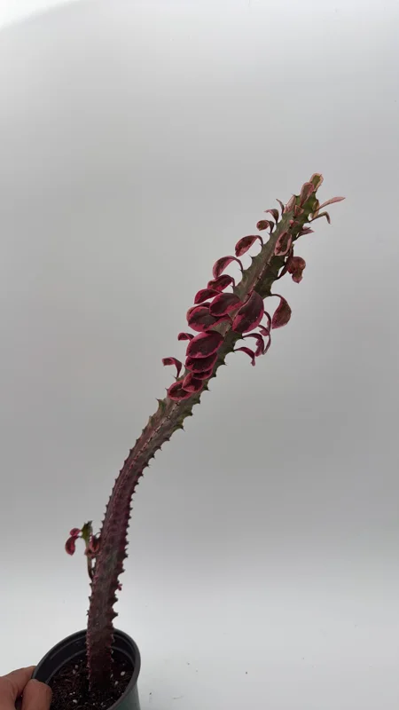 Variegated Euphorbia Trigona Pink Royal Live Plant – 4" Pot – African Milktree Variegated Euphorbia Trigona Pink Royal Live Plant – 4" Pot – African Milktree - Image 8