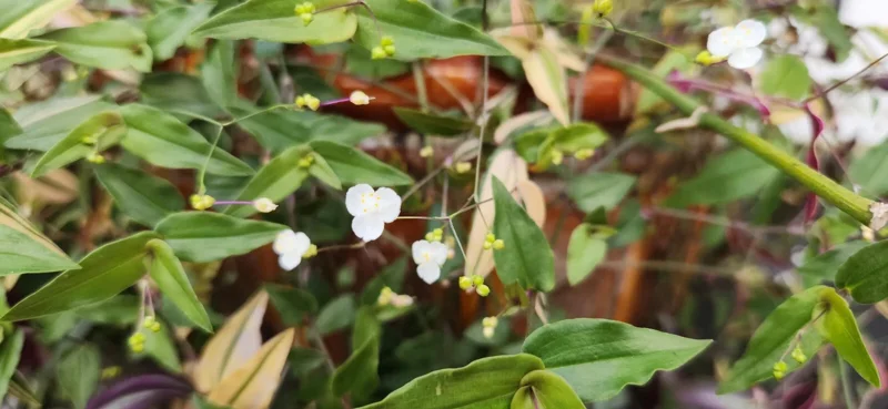 Variegated Gibasis Geniculata Tahitian Bridal Veil Live Plant - White Blooming Wandering Jewel - Image 2