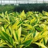 Variegated Ginger Live Plant – 1 Gallon Pot – Indoor/Outdoor Tropical - Image 1